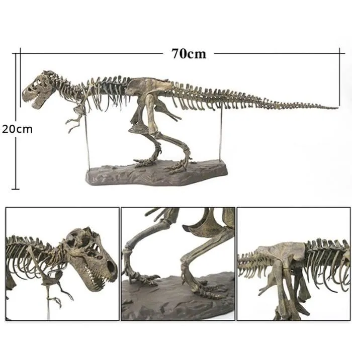 Tyrannosaurus Rex Squelette Dinosaure Animal Collector Décor Modèle Jouet Modèle squelette de dinosaure-3