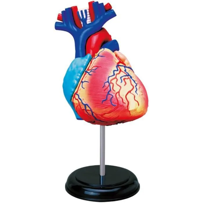 MGM - Explora - Anatomie du coeur - Expérience anatomie-1