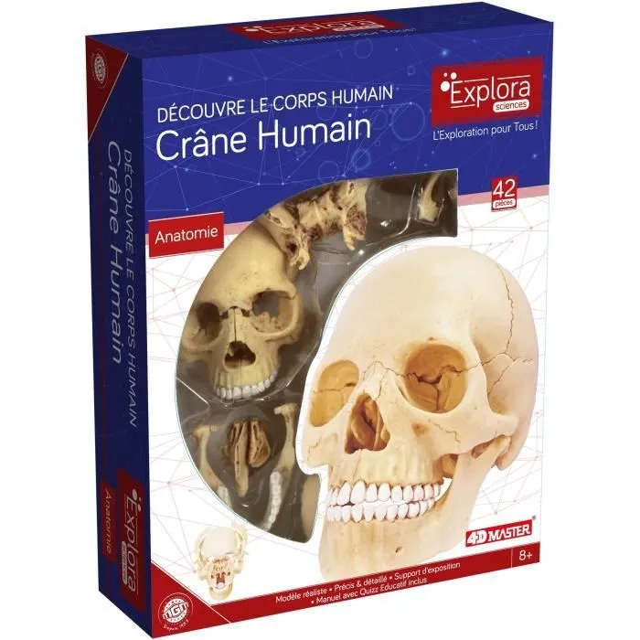 Modèle de Crane Humain Explora - Kit de Découverte Scientifique pour Enfants de 8 Ans et Plus - 17 Pièces-0