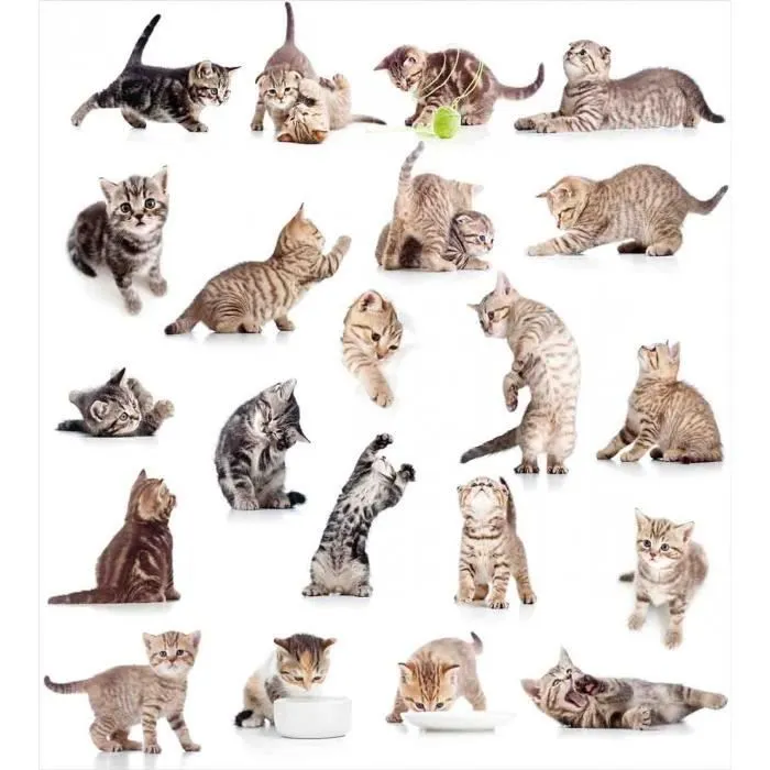 Abakuhaus Chat Parure de couette, Drôle Ludique Cats image, Marron Noir Blanc, 135 cm x 200 cm-1