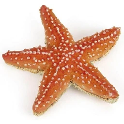Figurine étoile de mer Coloris Unique-0