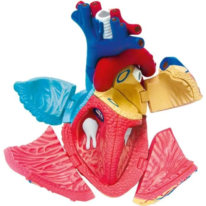MGM - Explora - Anatomie du coeur - Expérience anatomie-2