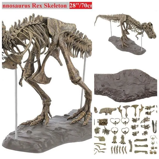 Tyrannosaurus Rex Squelette Dinosaure Animal Collector Décor Modèle Jouet Modèle squelette de dinosaure-2