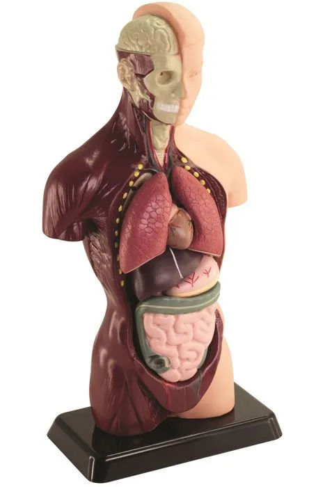 HELLO MAESTRO Buste anatomie - Découvre le corps humain-2