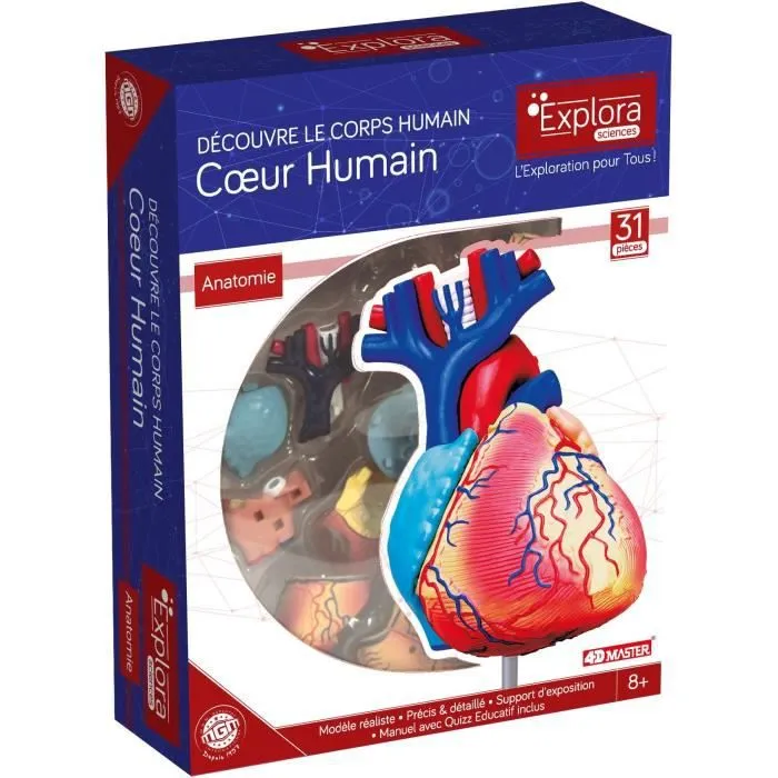 MGM - Explora - Anatomie du coeur - Expérience anatomie-0