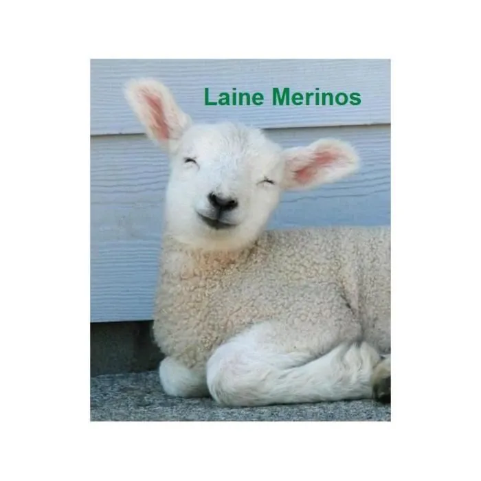 Super Deluxe Matelas Ferme Mousse Poli Lattex Indéformable - Face Laine Merinos 100% -Tissu à l'Aloé Vera - 23 cm (100x200)-2