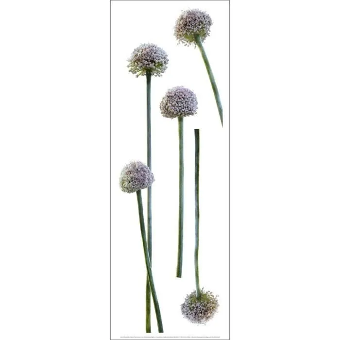 Sticker - NOUVELLES IMAGES - Fleurs d'ail rose - Électrostatique - 50 cm - Décoratif-2