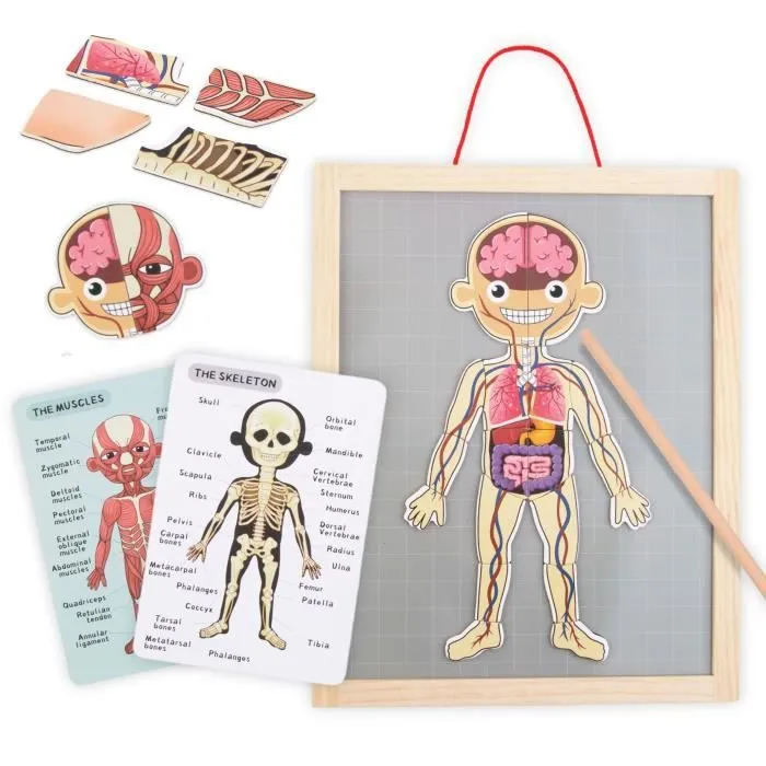Puzzle magnétique - Science de l'anatomie - Corps humain-0