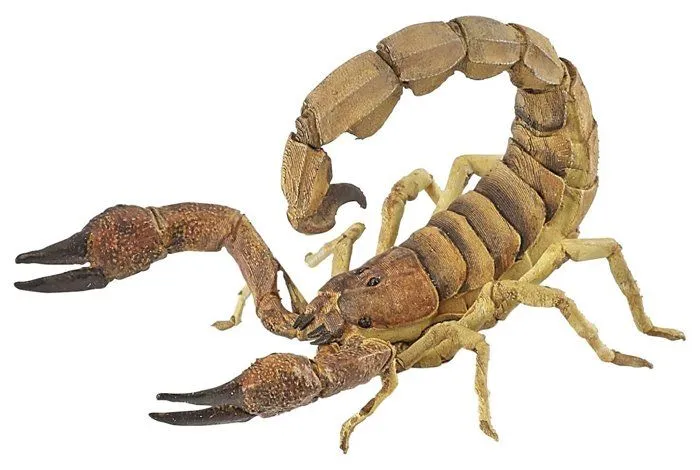 Papo - Figurine Scorpion-0