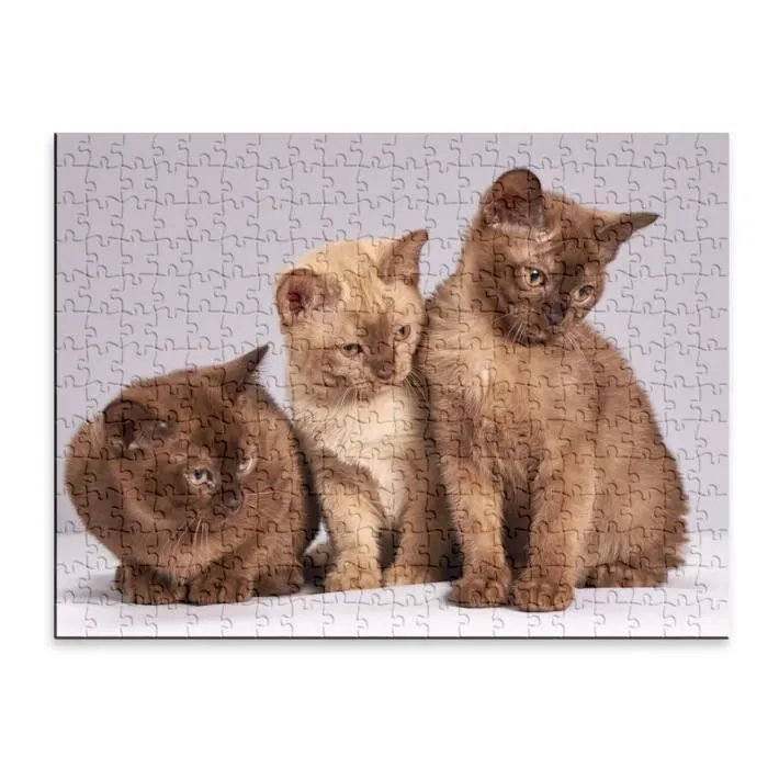 Puzzle Classique - FABULOUS - Bebe Chats Siamois Persan Poils Longs - 280 Pièces - Adulte - Mixte-1