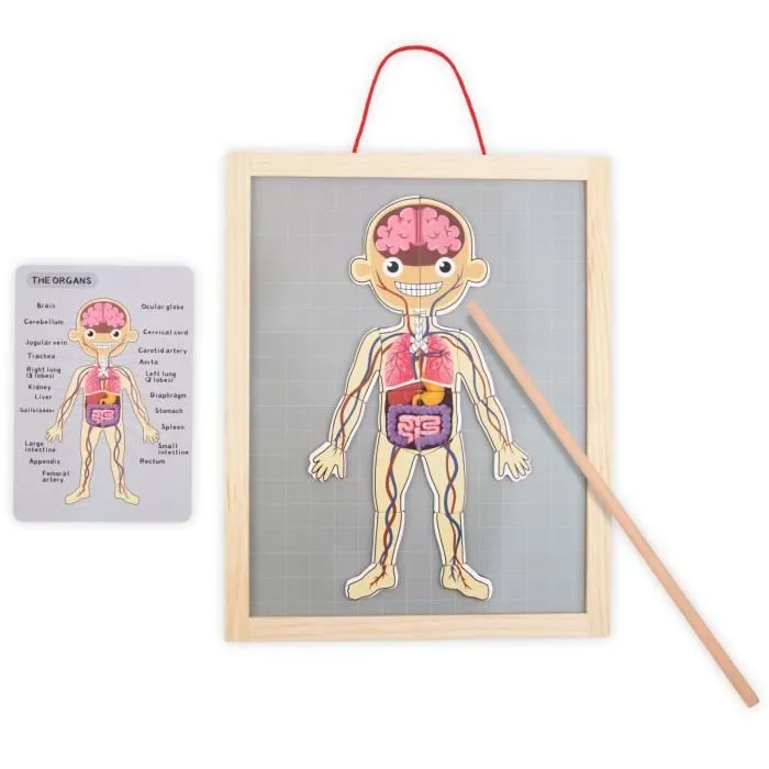 Puzzle magnétique - Science de l'anatomie - Corps humain-1