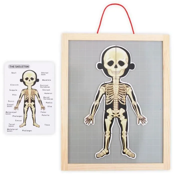 Puzzle magnétique - Science de l'anatomie - Corps humain-3
