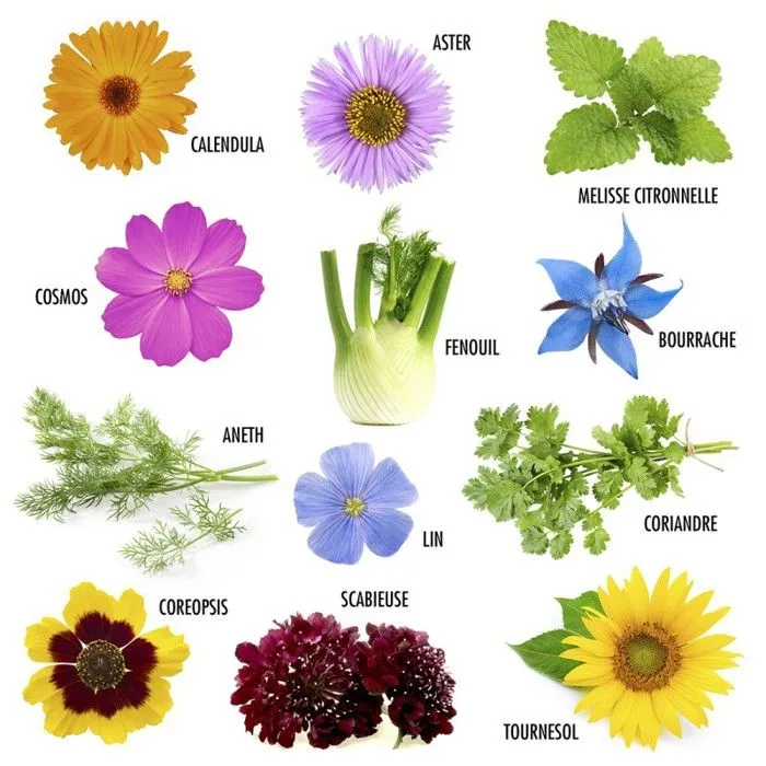 Radis et Capucine - Coffret graines de Fleurs à Papillons-4