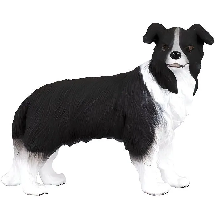 Chien Border Collie-0