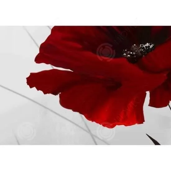 INN® tableau coquelicots rouge sur fond blanc toile peinture fleurs décoration murale 5 pcs vertical moderne champs sans cadre salon-2